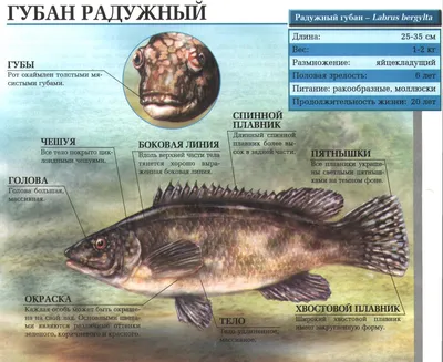 Рыба губан радужный, которая дробит панцири своими крепки челюстями. Сайт  про зверей - ZveroSite.ru