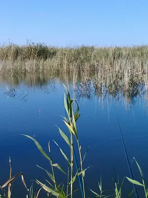 Гуселетово, Алтайский край, Романовский район | Вести с водоемов