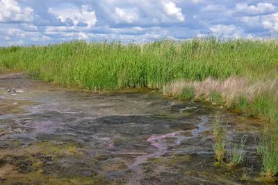 Топкий берег оз. Мормышанское... - Окрестности села Гуселетово - Ландшафты  и сообщества - Плантариум