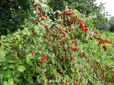 Вишня. Продажа. Самарская область — Доска бесплатных объявлений —  Agrostrana. Агространа. Частные объявления и предложения.