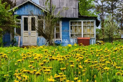 Заросшие сорняками дачные участки предлагают отбирать. СИБДОМ