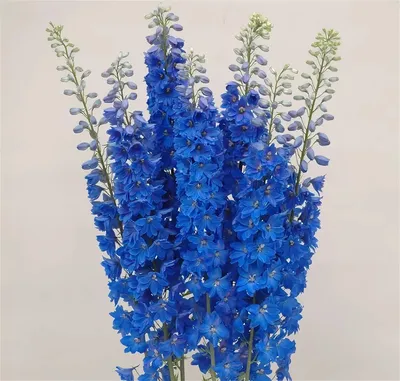 Дельфиниум Тритон светло-синий [10 шт ] - Flower Time