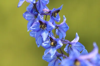 Дельфиниум Синий Цветок - Бесплатное фото на Pixabay