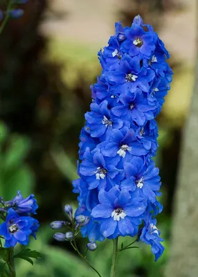 6 Blue Flowers | Дельфиниумы, Синие свадебные цветы, Синий дельфиниум