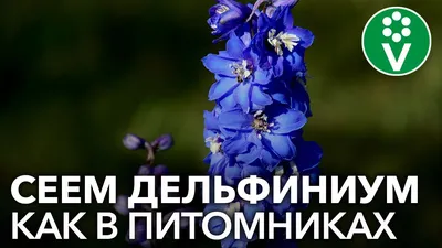 Зная ЭТУ СЕКРЕТНУЮ ИНФОРМАЦИЮ, вырастить ДЕЛЬФИНИУМ ИЗ СЕМЯН получится у  каждого - YouTube