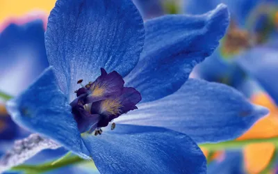 Скачать обои макро, цветок, лепестки, синий цветок, дельфиниум разрешение  1920x1080 #184833