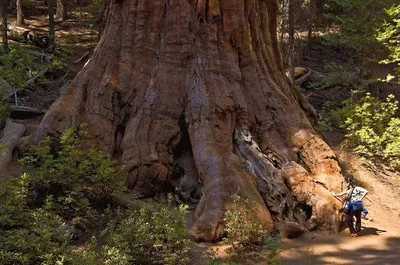 Секвойя вечнозелёная (Sequoia sempervirens)