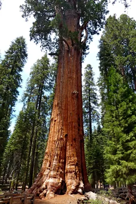 Гигантская секвойя Шерман. Самое большое дерево в мире | Sequoia national  park, National parks, Sequoia tree