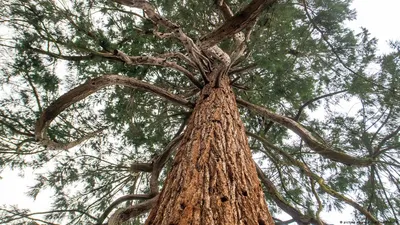 Мамонтово дерево стало памятником природы – DW – 19.02.2022