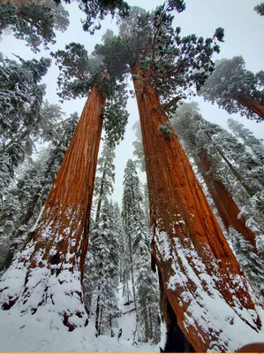 Sequoia National Park / секвойя :: зима :: дерево :: фотография :: Природа  (красивые фото природы: моря, озера, леса) / смешные картинки и другие  приколы: комиксы, гиф анимация, видео, лучший интеллектуальный юмор.