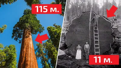 Секвойя - почему деревья ГИГАНТЫ растут только в Америке - YouTube