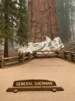 Пожарные Калифорнии укутывают в одеяла самое большое дерево в мире, чтобы  защитить его от огня