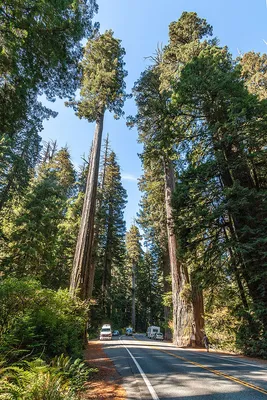 Секвойя – дерево и древесина – Sequoia sempervirens