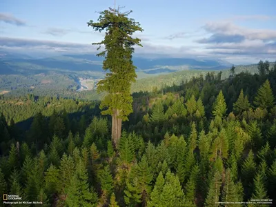 Twitter 上的 ФактыОтРусланаРоссо：\"Самое высокое #дерево на #Земля -  калифорнийская #секвойя #Гиперион, высота которой превышает 115 метров  #флора #вмире #фактыотрусланароссо https://t.co/hzT4r0nqVg\" / Twitter