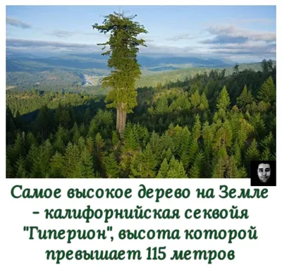 Самое большое по объему дерево в мире – Moldova today