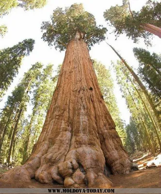 Cамое высокое дерево в мире закрыли для посетителей