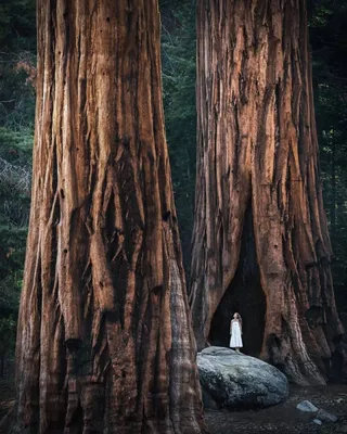 Самые большие деревья в мире | Letim.me
