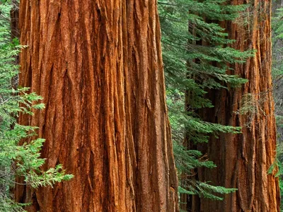 Дерево Генерала Шермана, США (19 фото) | General sherman, Parques  nacionais, Sequoia-gigante