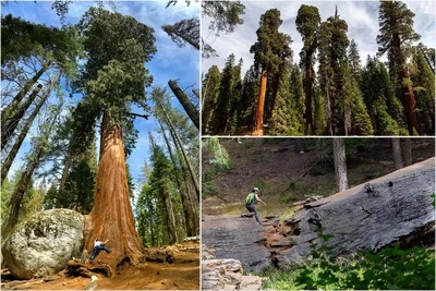 Секвойядендрон гигантский, мамонтово дерево (Sequoiadendron giganteum) —  путеводитель по отдыху в Крыму