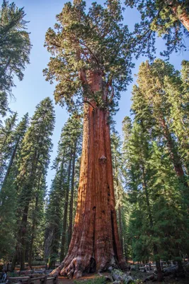 Самое крупное дерево возраст 2700 лет — парк Секвойя США, волшебное место |  Сергей Томашевский и маркетинг | Дзен