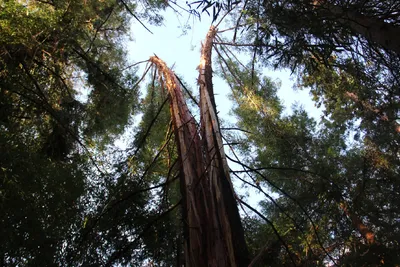 Секвойя – «бессмертное» дерево | Почему же оно растет только в Америке |  Популярная наука | Пульс Mail.ru
