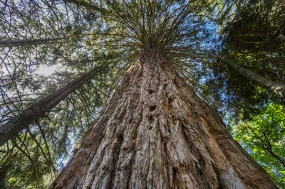 Секвойи – самые высокие деревья в мире. Размеры, описание, где растут, фото  и видео - «Как и Почему»