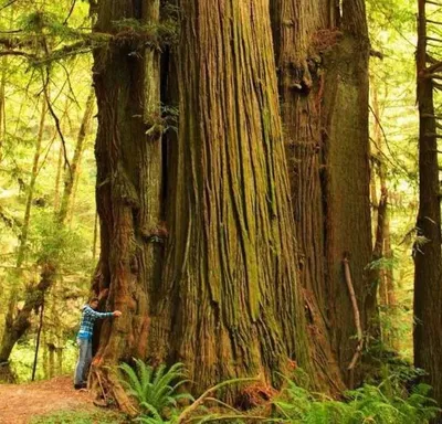 Гигантские секвойи и самое большое дерево - Life in 360