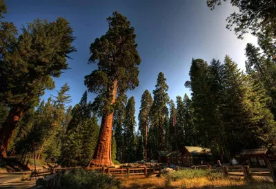 Секвойя вечнозелёная (Sequoia sempervirens)