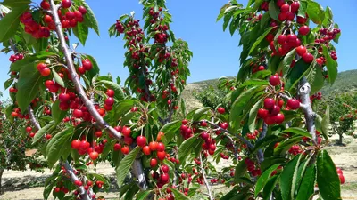 Черешня дерево с плодами - фото и картинки: 57 штук