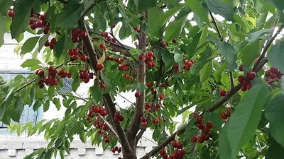 Черешня.Мелитопольская черная. Плодовое дерево, которое должно расти в  каждом саду. - YouTube