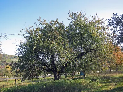 Черешня – дерево и древесина – Prunus avium