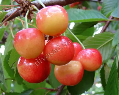 Дивосад™ | *КРУПНОМЕРЫ. Плодовые деревья «Черешня АЭЛИТА, 3 года» -  описание и фотография
