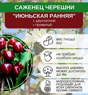 Купить саженцы Черешня Июньская Ранняя с доставкой! | Florali.ru