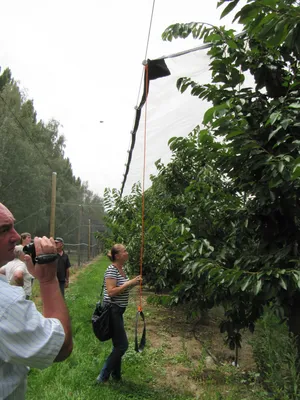 Саженец дерева «Zelensad» Черешня Ипуть купить с доставкой, цены в  интернет-магазине Едоставка