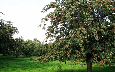 Картинка Черешня дерево » Черешня » Плодовые деревья » Природа » Картинки  24 - скачать картинки бесплатно