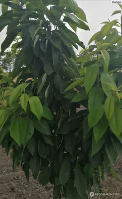 Ягода Черешня - «Дерево черешни: растим, лечим, собираем урожай. Самый  вкусный компот из черешни на зиму.🍒 » | отзывы