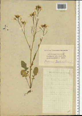 MW0367556, Raphanus raphanistrum (Редька дикая, Редька полевая), specimen