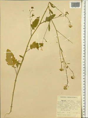 Raphanus raphanistrum - Изображение особи - Плантариум