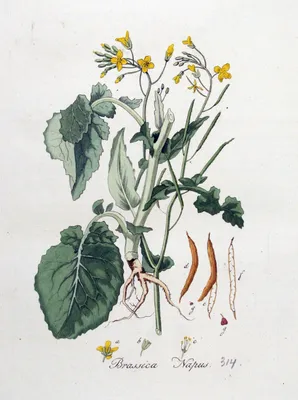 Горчица полевая (Sinapis arvensis) - PictureThis