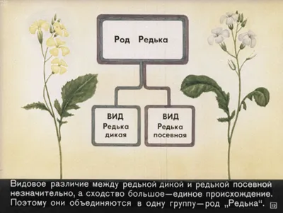 Редька дикая