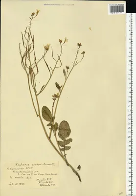 MW0367704, Raphanus raphanistrum (Редька дикая, Редька полевая), specimen