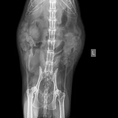 Дисплазия тазобедренных суставов у британской кошки - Травматология,  ортопедия и неврология
