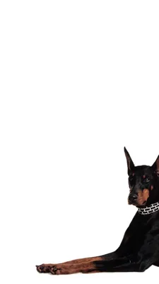 Обои доберман, собака, раздел Девушки, размер 1920x1200 HD WUXGA - скачать  бесплатно картинку на рабочий стол и телефон