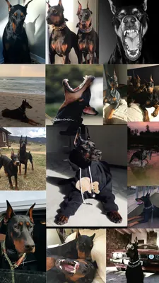 Pin by Darja on Dobermann | Scary dogs, Doberman dogs, Doberman