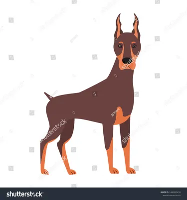 Cute Doberman Dog On White Background: стоковая векторная графика (без  лицензионных платежей), 1488392450 | Shutterstock