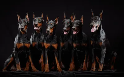 Картинка доберман, собаки, черный фон 1280x800 скачать обои на рабочий стол  бесплатно, фото 114590