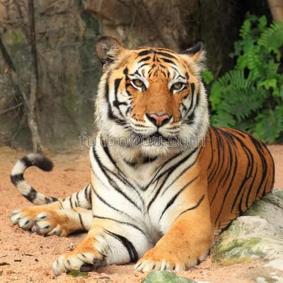 Добрый тигр - 48 фото