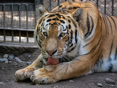 Добрый увалень и хозяйка горы: символ года тигр в зоопарке Новосибирска