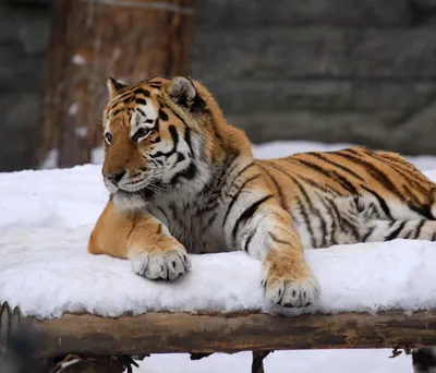 Добрый тигр - раскраска №1509 | Printonic.ru