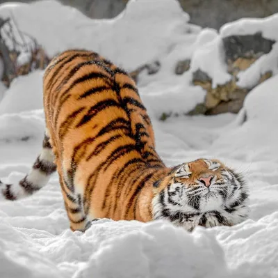 Добрый тигр фото